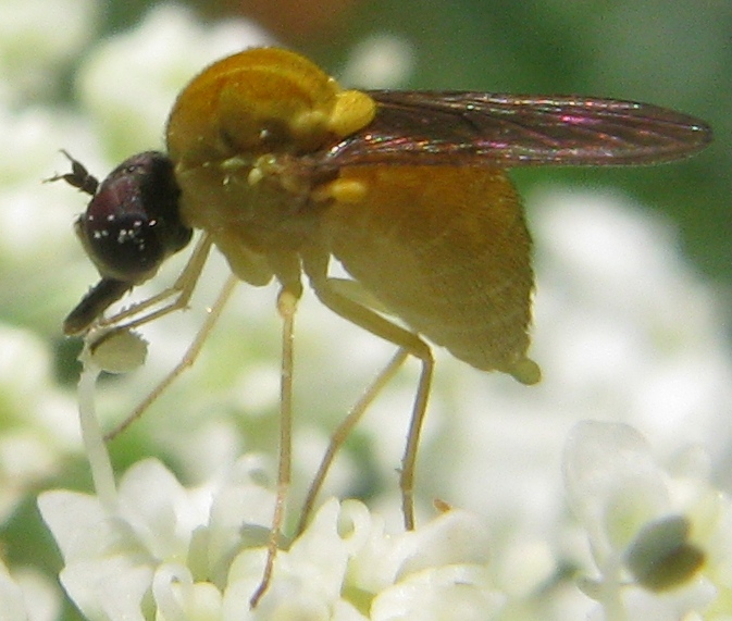 Cephalodromia sp.
